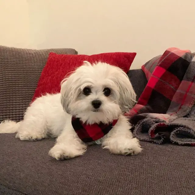 Shichon sitting in the sofa