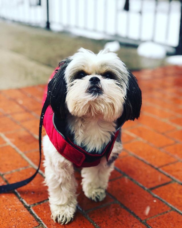 Boh Shih wants to play