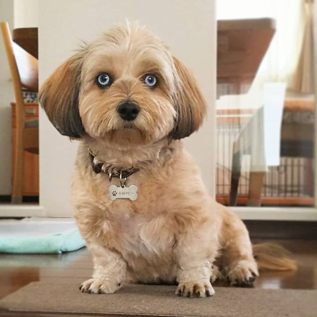 shih tzu doxie mix