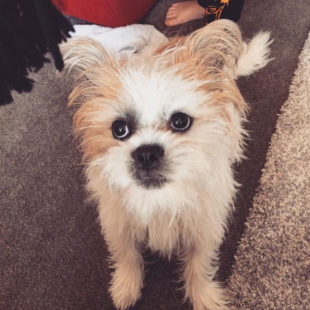 French Bull Tzu at the sofa