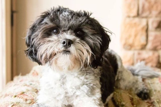 Shih poo puppy