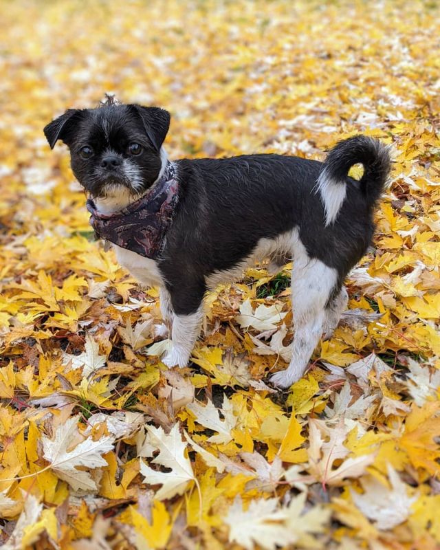 Pug Tzu Playing outside