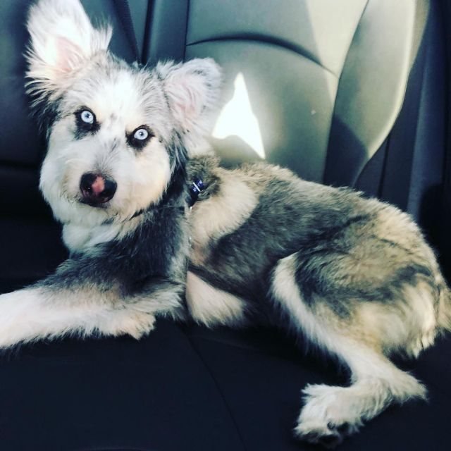 Shih Tzusky Inside the car