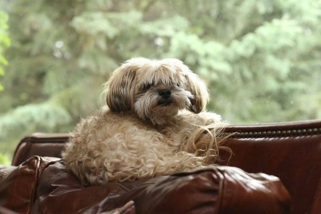 Yorkshire Terrier Shih Tzu Mix