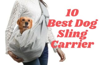 Cute dog inside a sling carrier