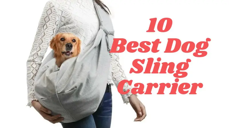 Cute dog inside a sling carrier