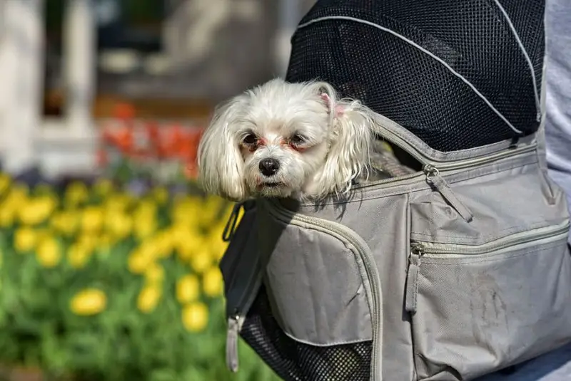 Long coated dog inside a travel backpack