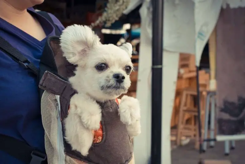 White Dog inside a pet carrier sling