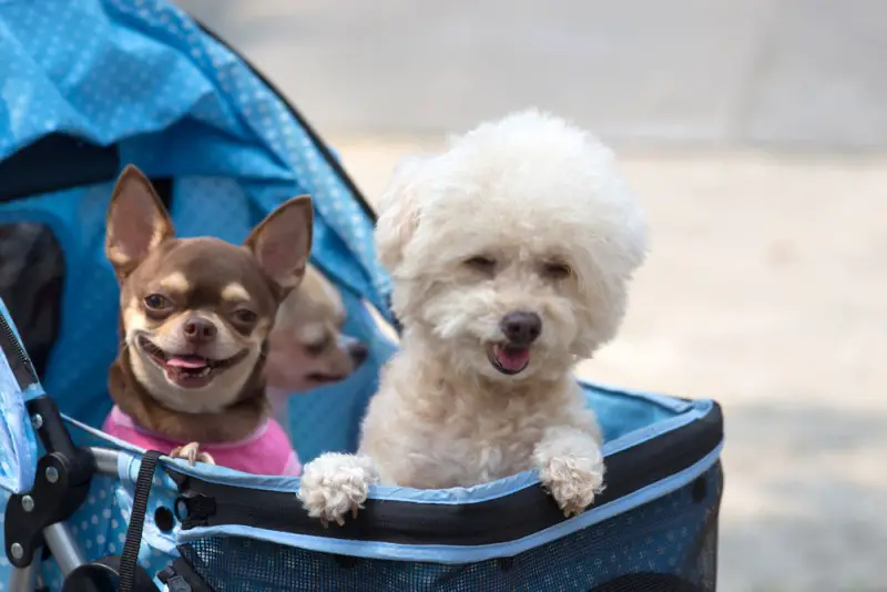3 dogs inside a pet stroller