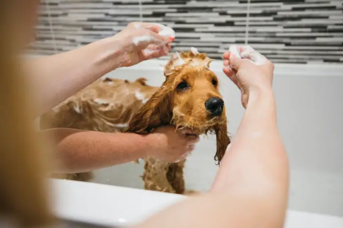Pet owner using a pet shampoo for his dog