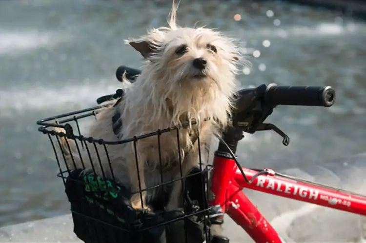 cute canine inside a bicycle basket