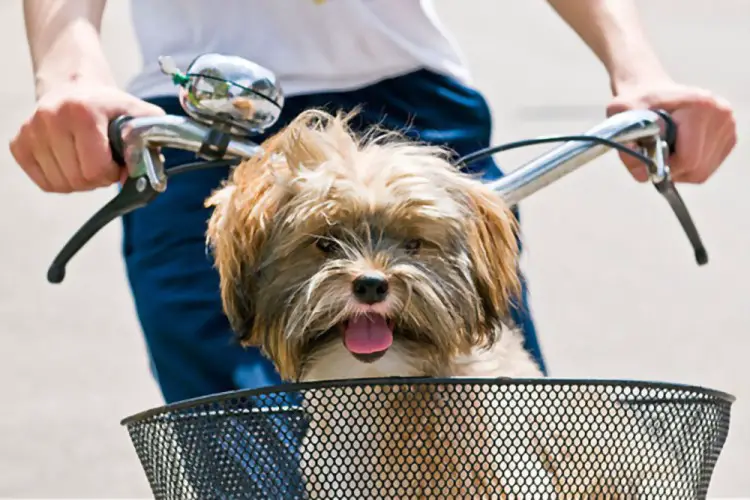 cute dog inside the basket