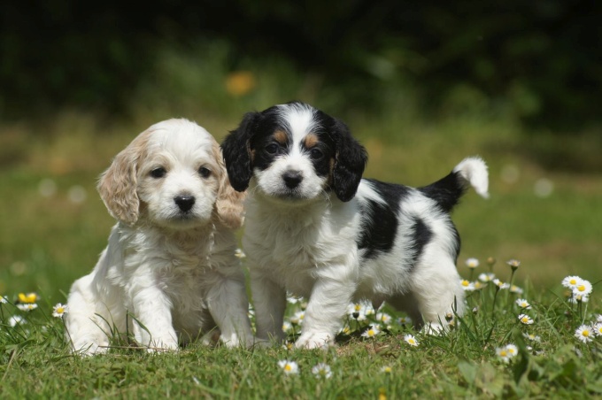 2 Poodle Basset Hound Mixes