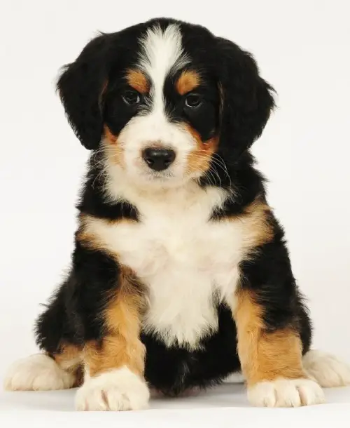 Tri Colored Bernedoodle Puppy