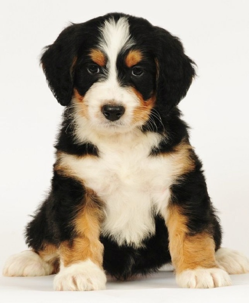 Tri Colored Bernedoodle Puppy