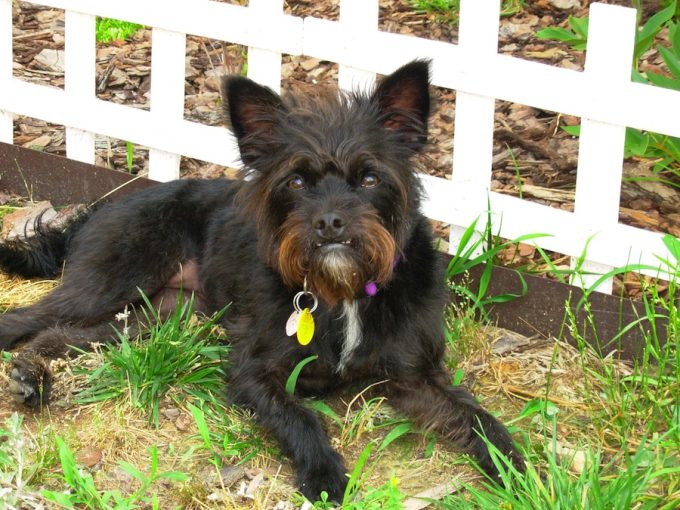 Black Poodle boston terrier mix