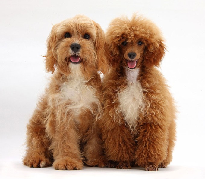 Cavalier King Charles Spaniel Poodle mixes