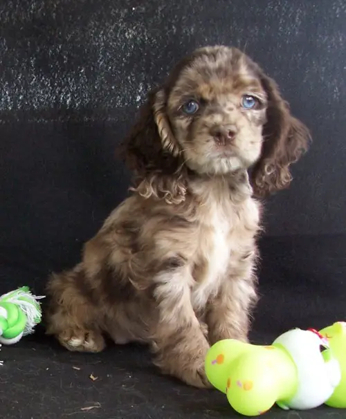 chihuahua poodle mix with blue eyes