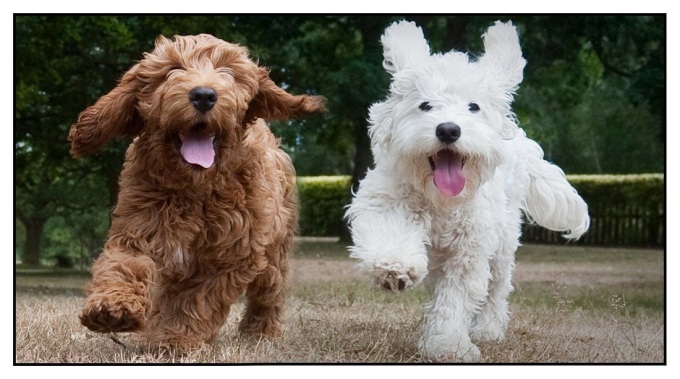 2 adorable Cocker Spaniel doodle mix