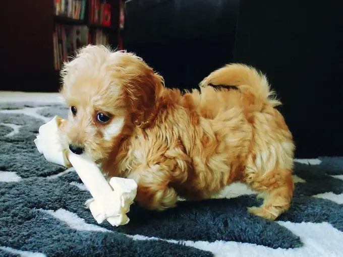 Dachshund poodle mix puppy