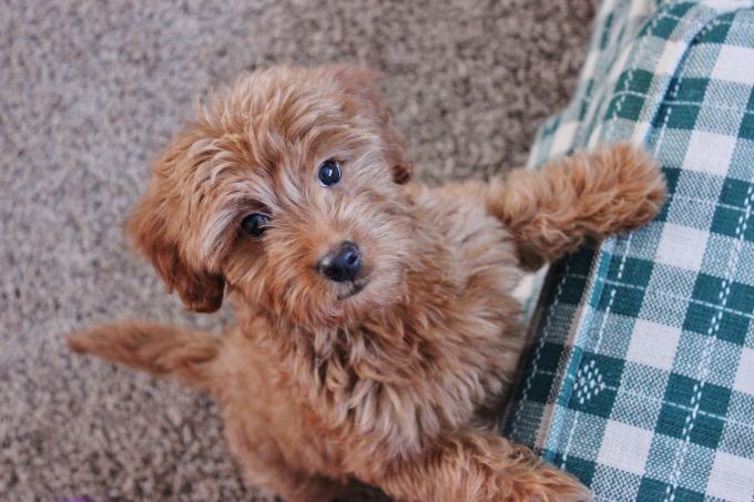 Goldendoodle Puppy