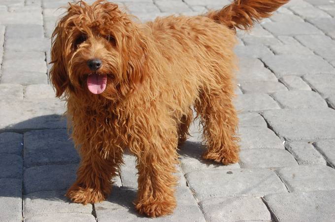 Big poodle mix (Labradoodle)