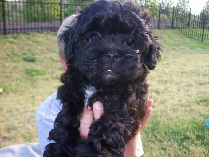 black Lhasa Poo