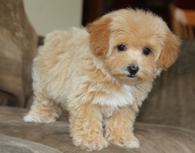 what breeds of dogs are mixed with poodles