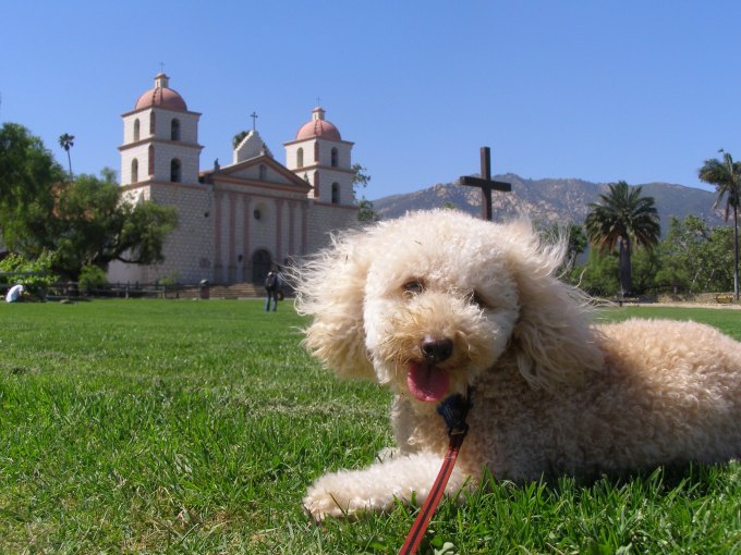 happy poodle bichon frise mix