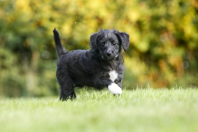 black Schnauzer doodle mix