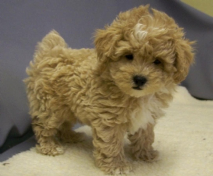 Poodle shih tzu cross