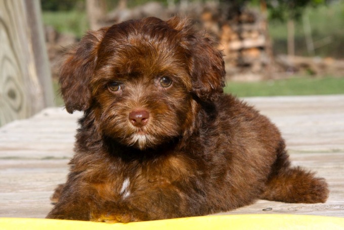 brown poodle yorkshire terrier mix