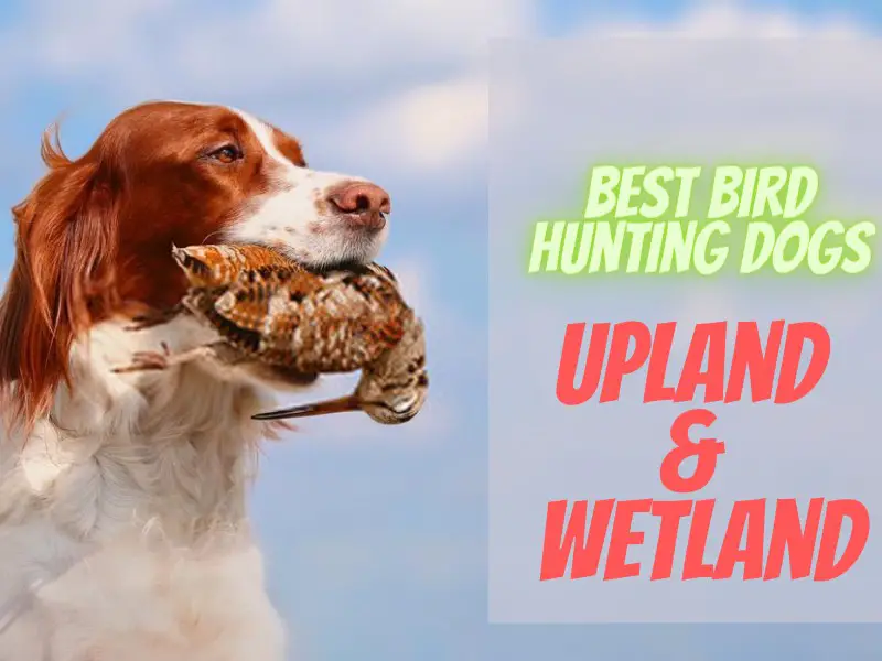 list of popular bird hunting dogs