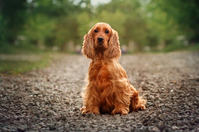 Adorable English Cocker