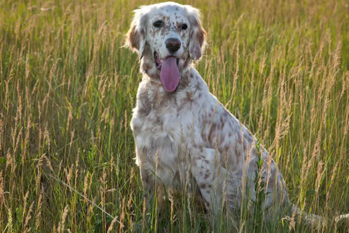 Excited English Setter wants to hunt birds