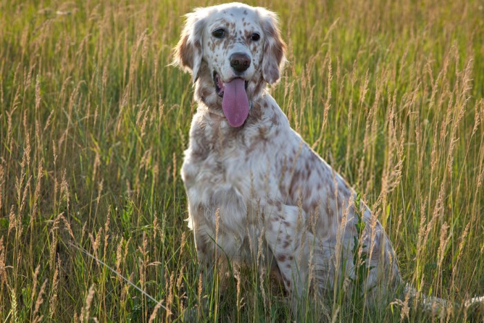 Excited English Setter wants to hunt birds