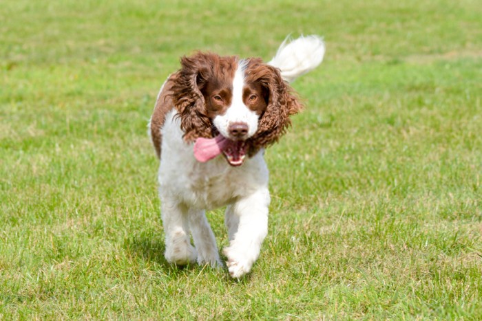 English Springer Spaniel wants to play