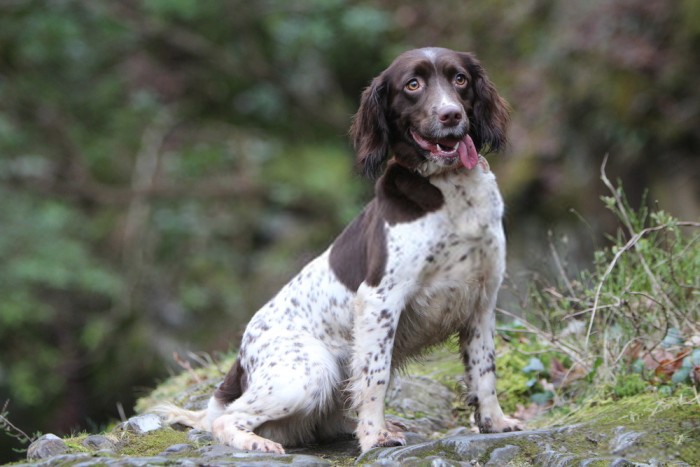 German Spaniel Popular duck dog