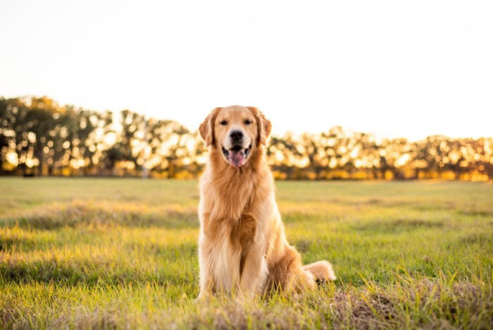 popular bird hunting dogs