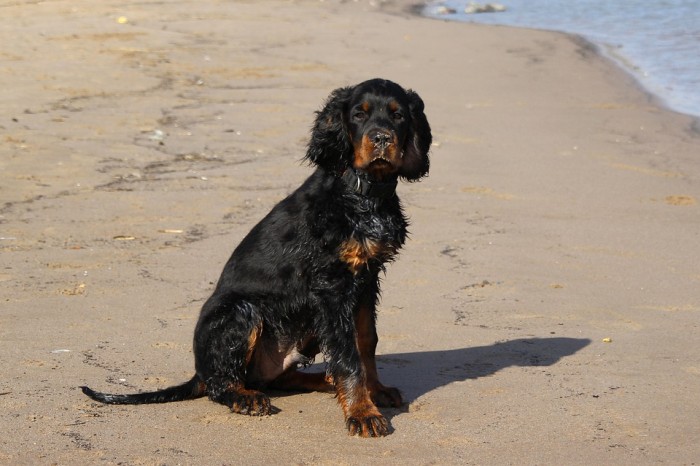 Black Gordon Setter