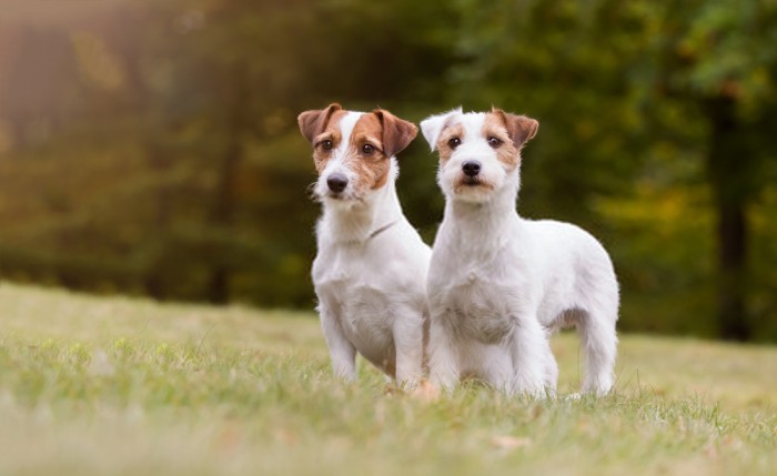 best bird hunting dogs