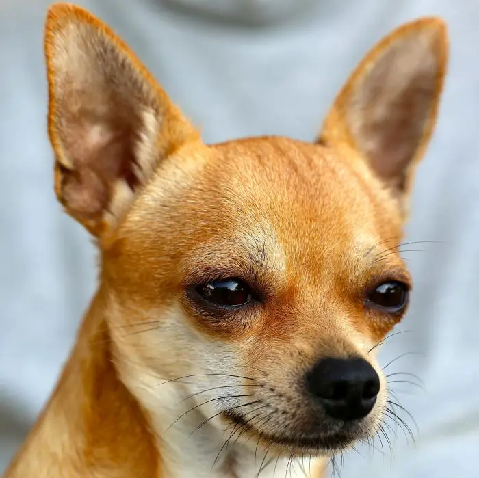Adorable grumpy Chihuahua dog