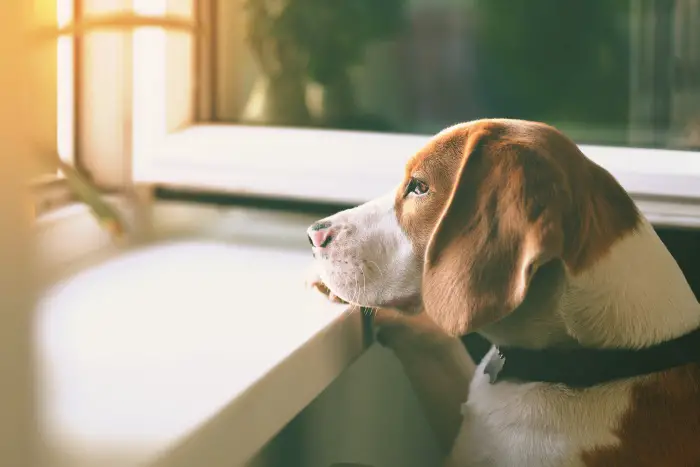 sad beagle waiting and looking