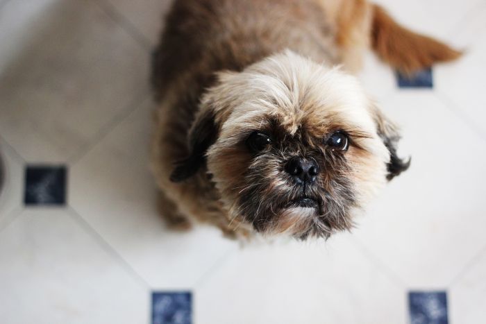 Cute Shih Tzu looking up