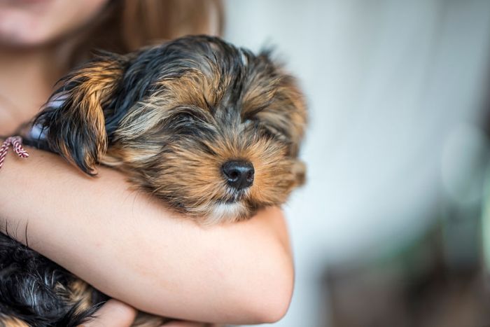 Yorkshire terrier dog cuddling with human