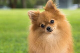 Adorable Pomeranian dog in grass