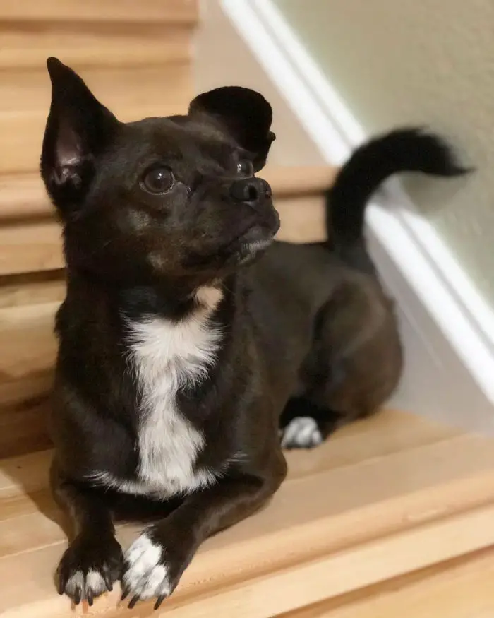 cute black dog sitting on the stairs