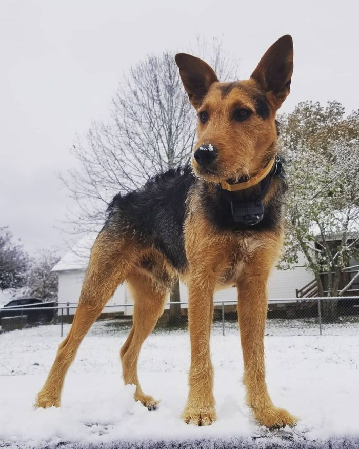 A young Airdale Shepherd mix standing in the snow.