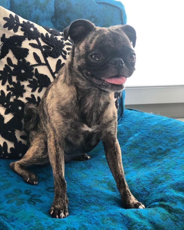 A smiling terrier mix