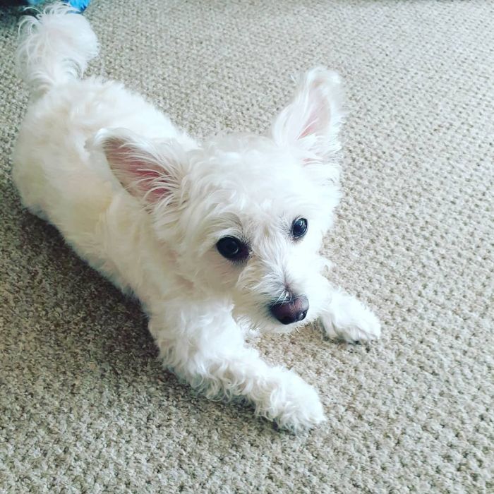 White terrier mix laying on the carpet